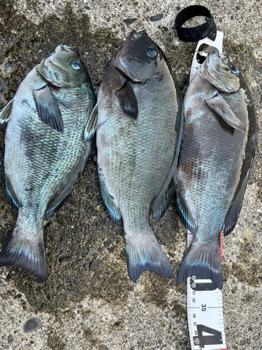 メジナの釣果