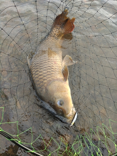 釣果