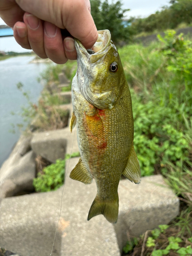 スモールマウスバスの釣果