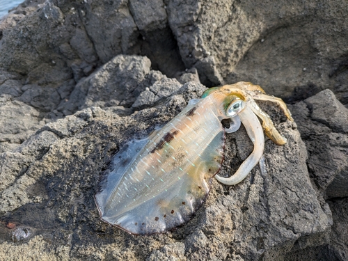 イカの釣果