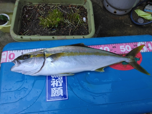 ヒラマサの釣果