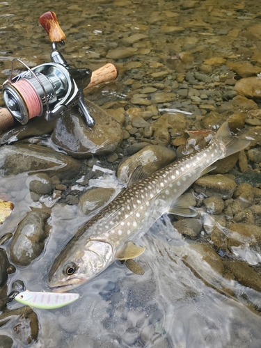 アメマスの釣果