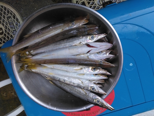 カマスの釣果