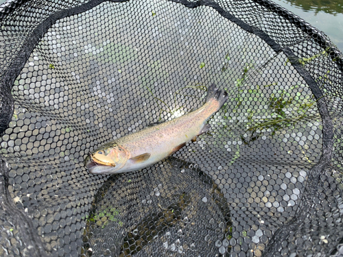 ニジマスの釣果