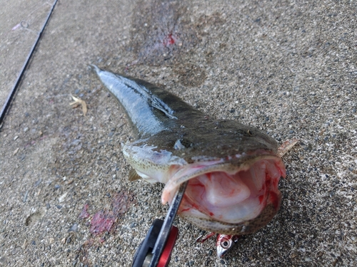 マゴチの釣果