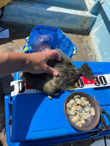 カワハギの釣果