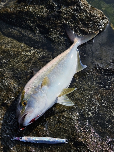 カンパチの釣果