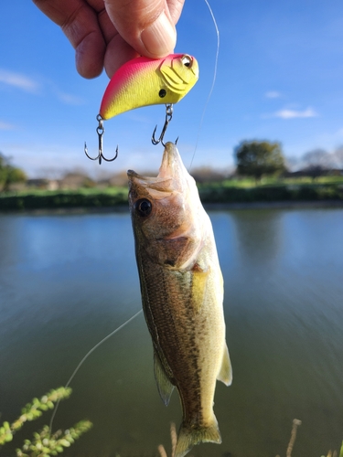 ブラックバスの釣果