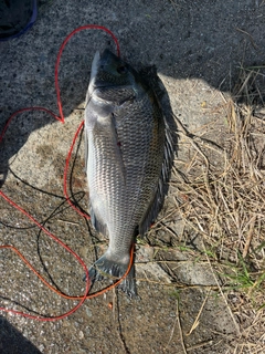 チヌの釣果