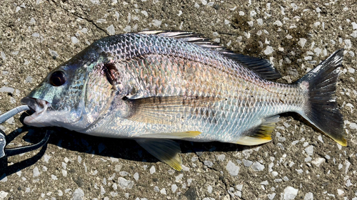 キビレの釣果