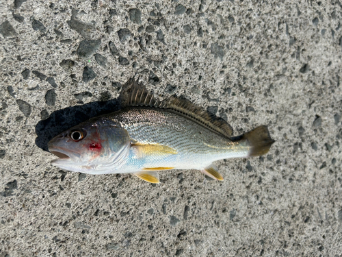 シログチの釣果