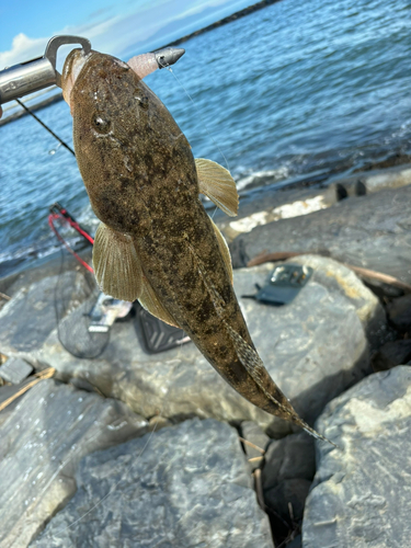 マゴチの釣果