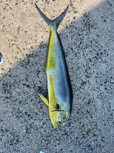 シイラの釣果