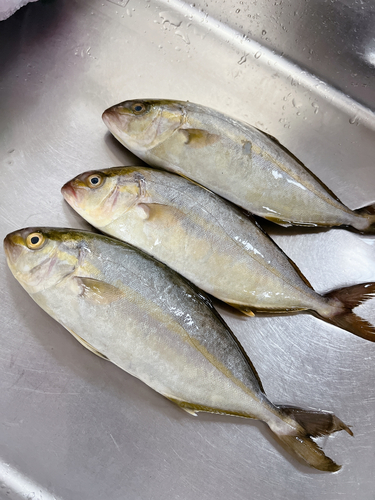 ショゴの釣果