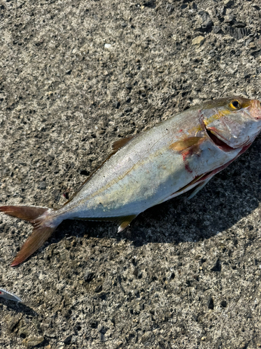 ネリゴの釣果