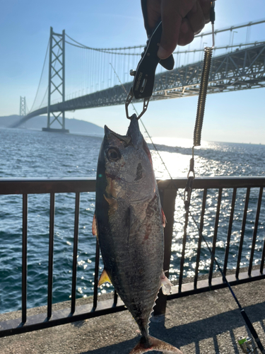 クロマグロの釣果