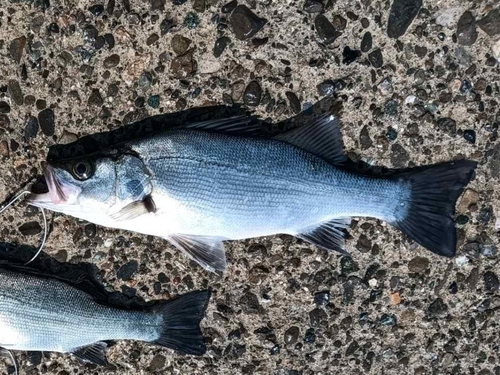 ハネ（ヒラスズキ）の釣果