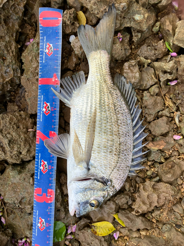 ミナミクロダイの釣果