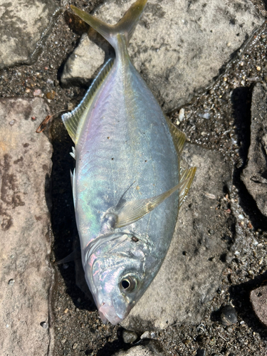 シマアジの釣果