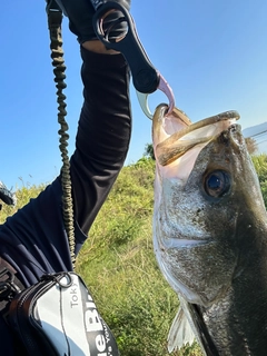 スズキの釣果