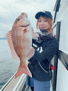 マダイの釣果