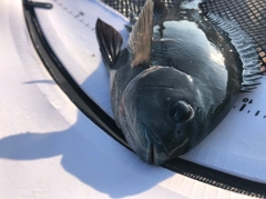 クチブトグレの釣果