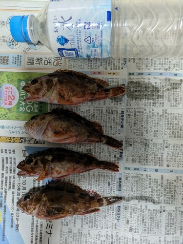 アラカブの釣果