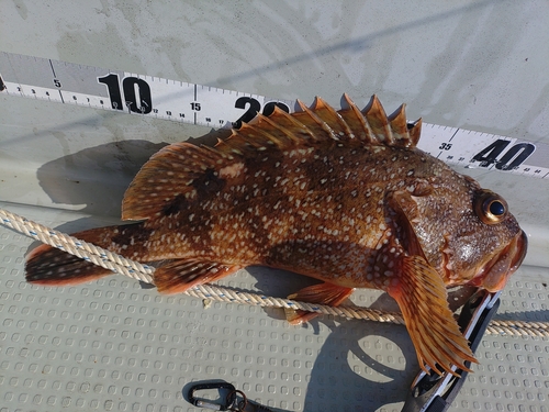 ウッカリカサゴの釣果