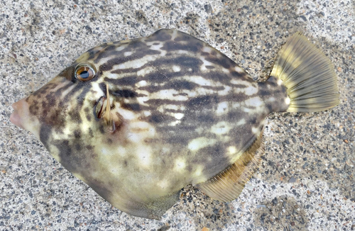 カワハギの釣果