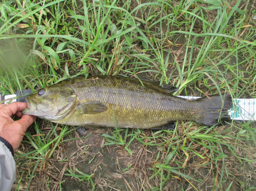 スモールマウスバスの釣果