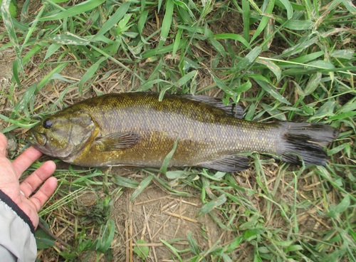 スモールマウスバスの釣果