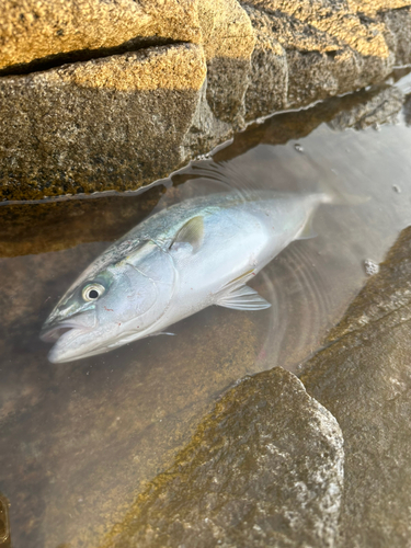 ワカシの釣果