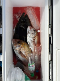 マダイの釣果