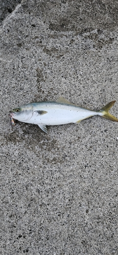 ヤズの釣果