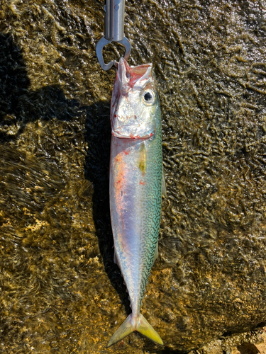 ゴマサバの釣果