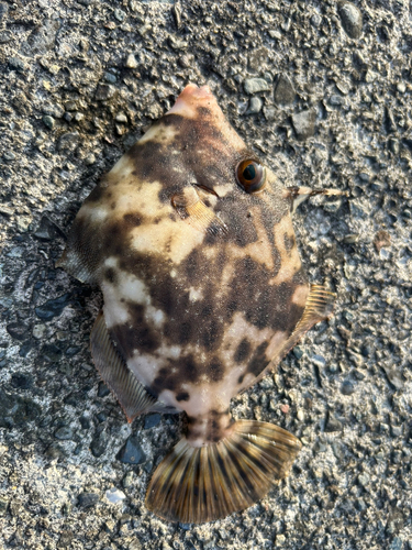 カワハギの釣果