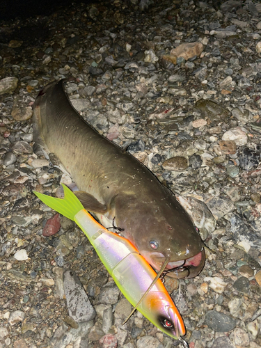 ナマズの釣果