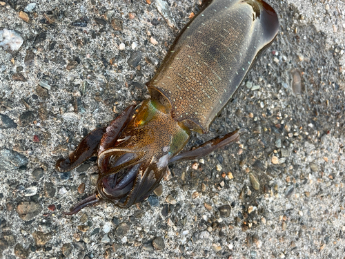 アオリイカの釣果