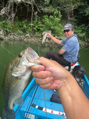 ラージマウスバスの釣果