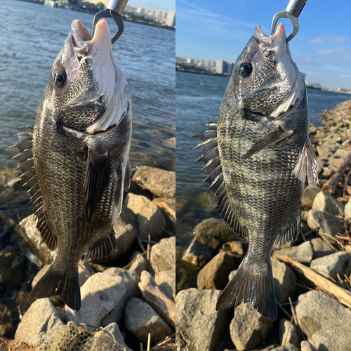 クロダイの釣果