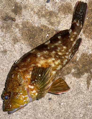 アラカブの釣果