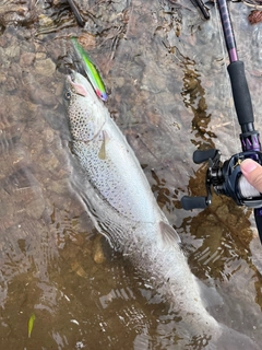 イトウの釣果