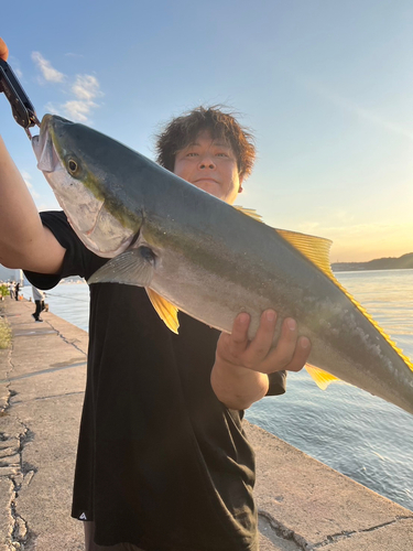 ブリの釣果