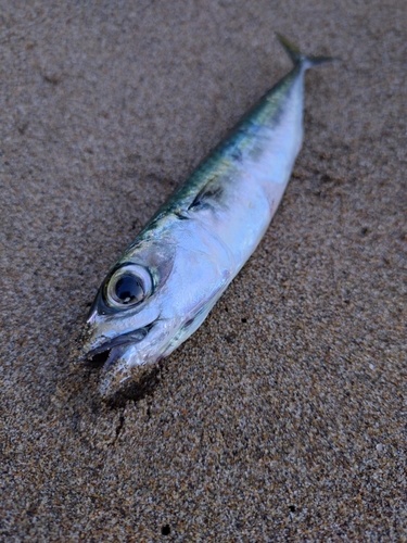 松任海浜公園