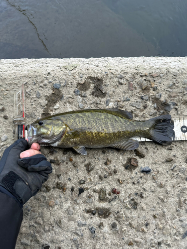 スモールマウスバスの釣果