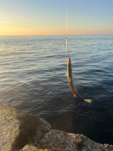 カマスの釣果