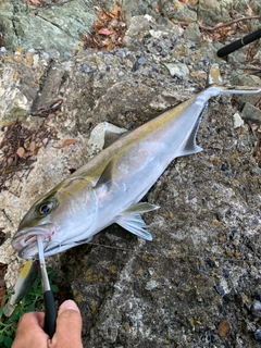 ネリゴの釣果