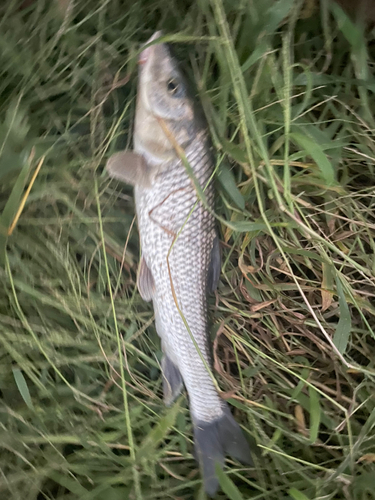 ニゴイの釣果