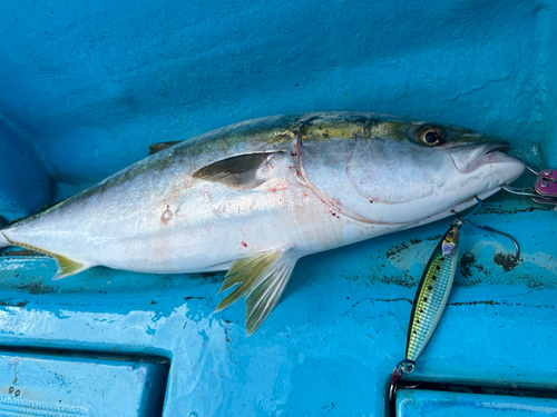 ワラサの釣果