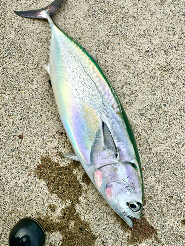 ソウダガツオの釣果